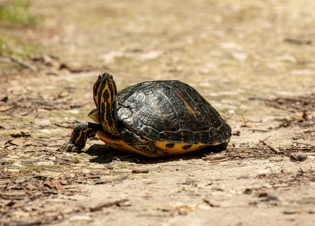 turtle with stripes on this neck