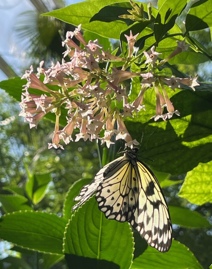 White, yellow and black butterfly on a cluster of small pink flowers