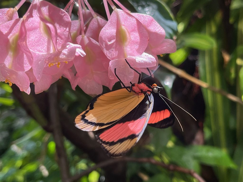 Yellow, black, and orange butterfly on pink flowers