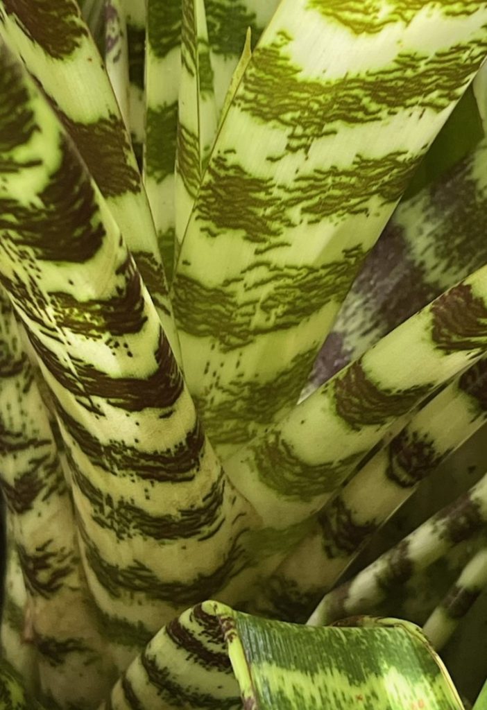 leaves with light and dark green stripes