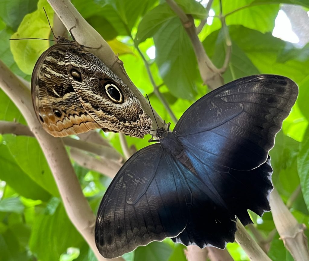 two butterflies one with its wings closed showing brown markings the other with its wings open showing black and dusky-blue coloring.