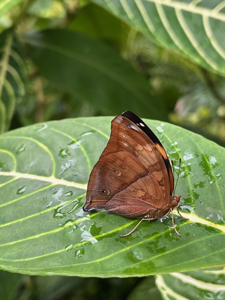 brown butterfly sitting with its wings closed on a green leaf