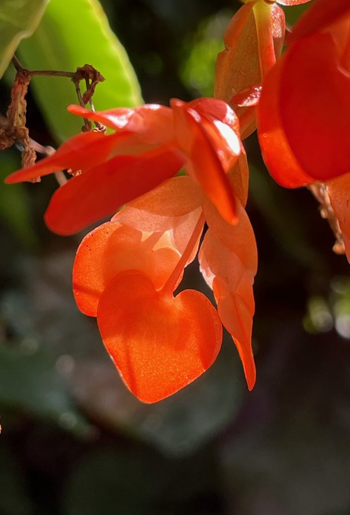 orange-red flowers