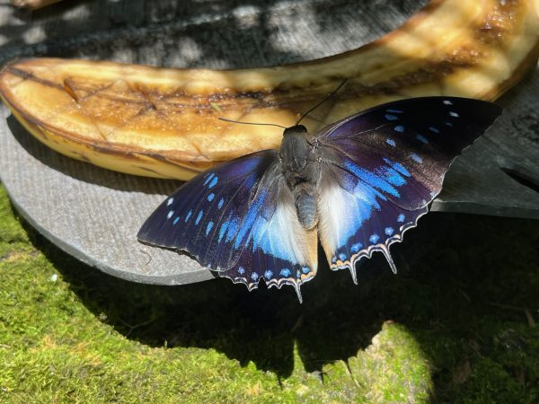 blue and black butterfly sitting next to a sliced banana