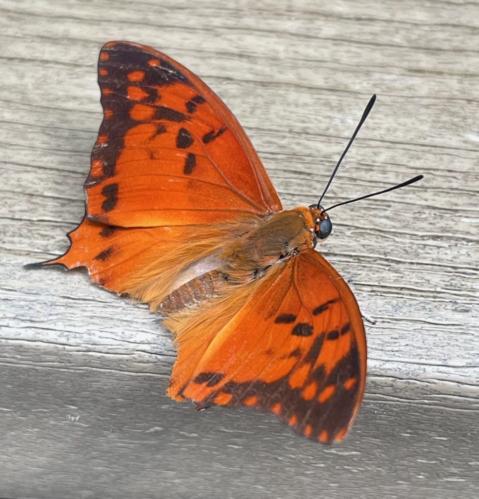 small orange butterfly sitting on wooden rail