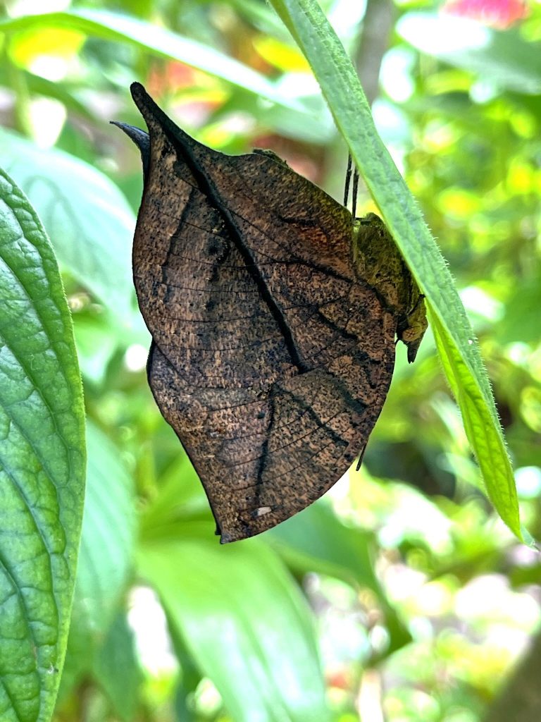 brown butterfly with its wings closed