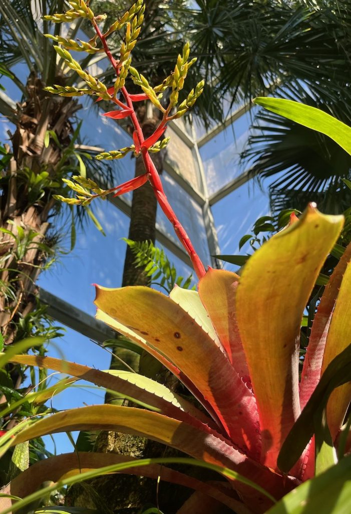 plant with broad yellow and red leaves surrounding a center flower stock