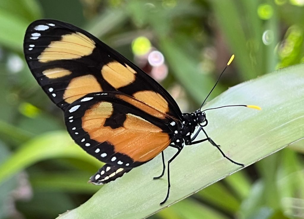 orange and black butterfly with long thin wings.