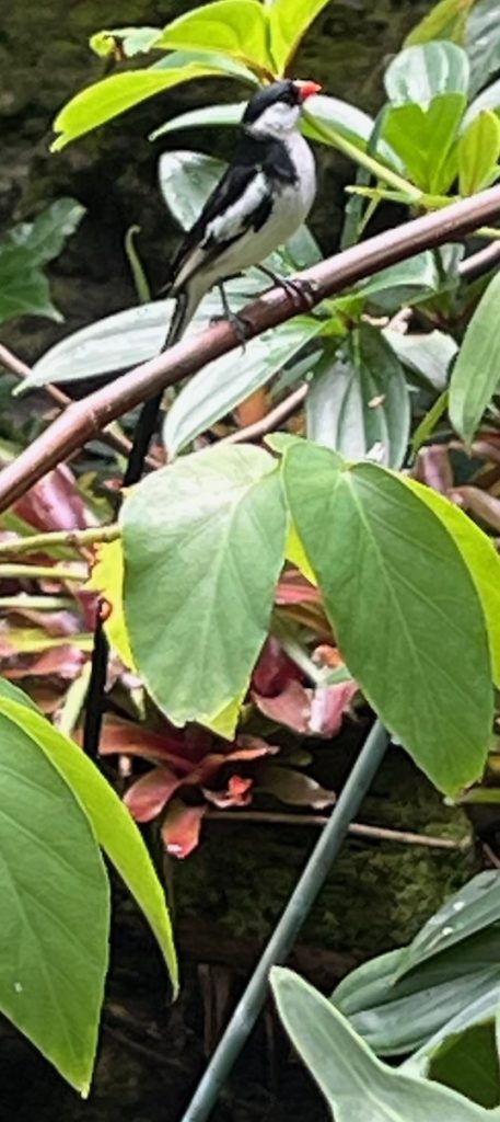 bird with long tail partially hidden by leaves