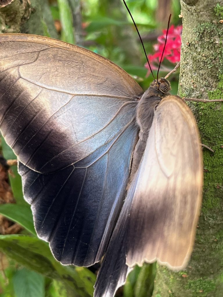 butterfly with tan upper-wings and dusky black and blue lower wings.