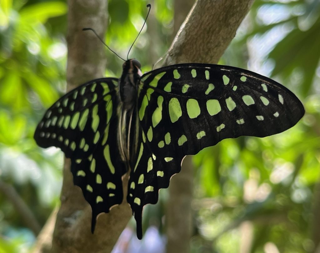 black butterfly with many small green spots