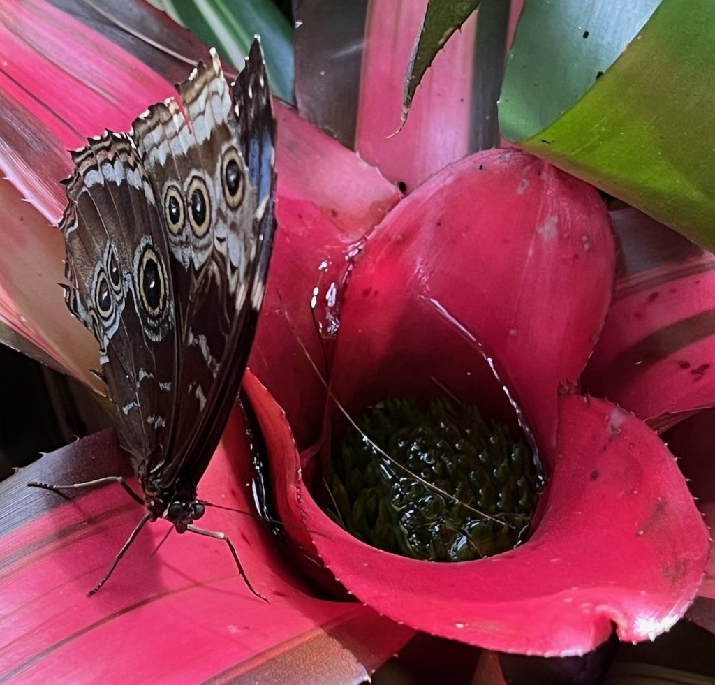 brown butterfly with 'eye spot' markings sits on the red leafs of a bromeliad plant