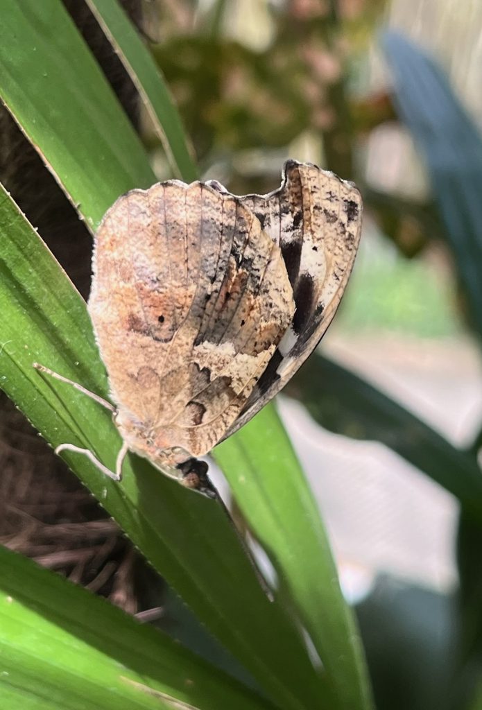 brown butterfly