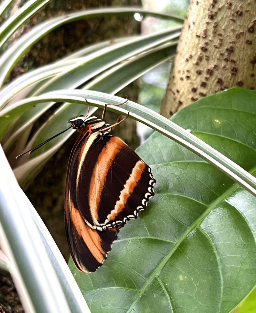 Banded Orange, Dryadula phaetusa, has a wingspan of 2.7-3.2 inches is native to central and South America. Florida Museum photo by Ingrith Martinez