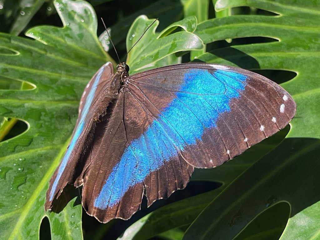 brown butterfly with a wide blue stripe