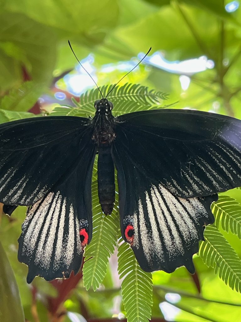 Black and white striped butterfly