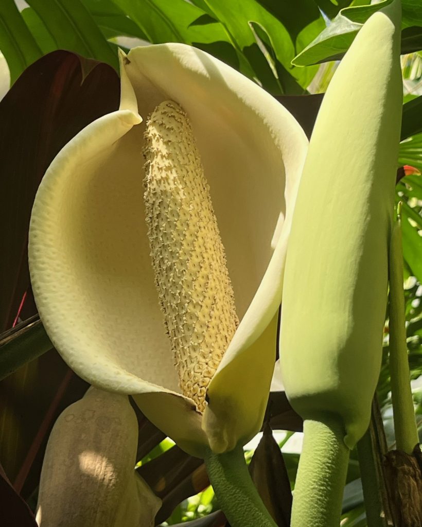 yellow boat-shaped flower