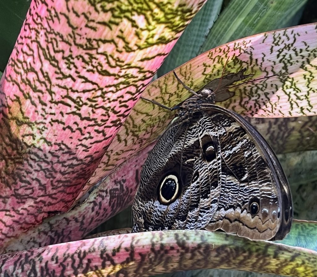 brown butterfly on a pink and green leaf.