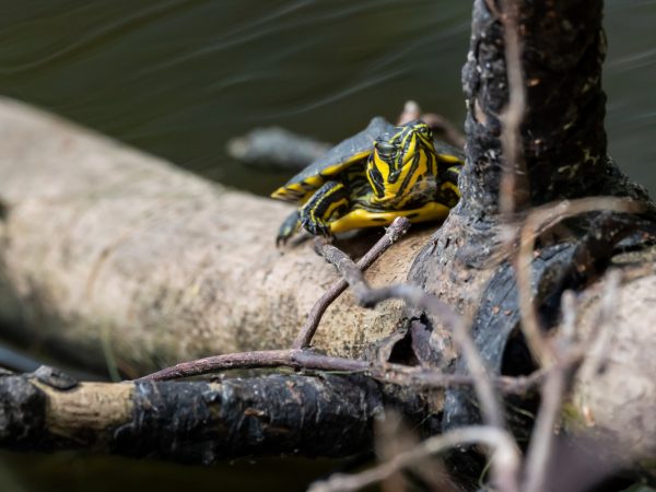 turtle on a log