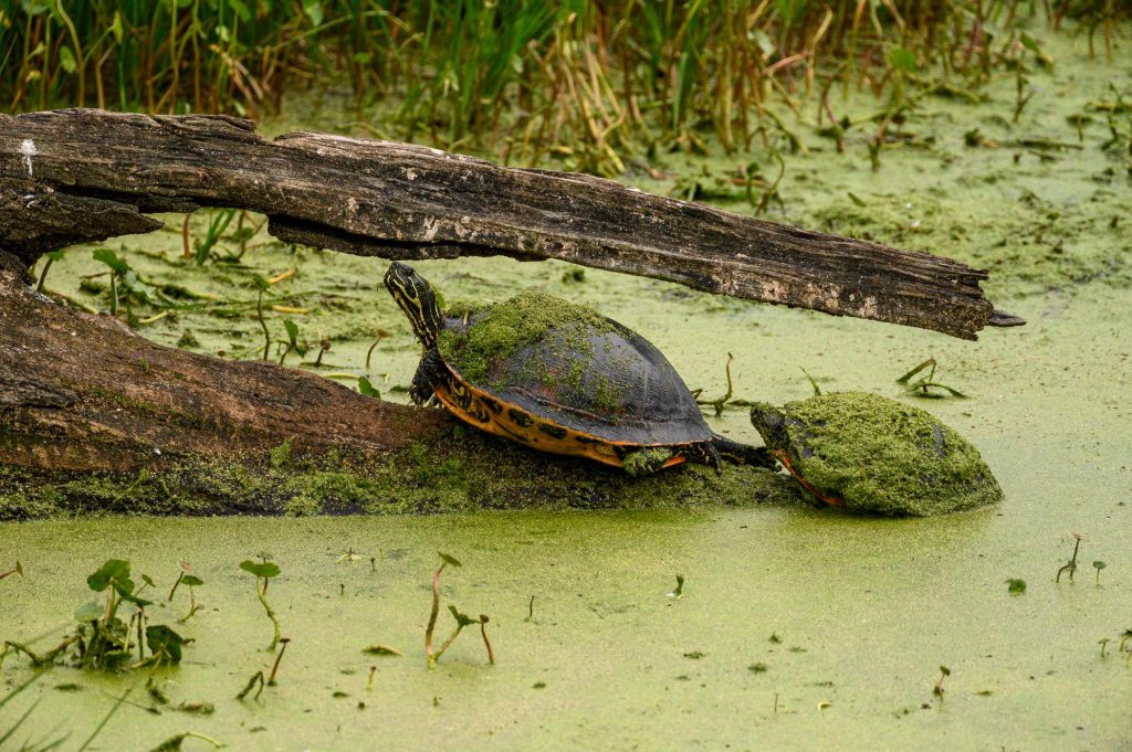 two turtles on a log