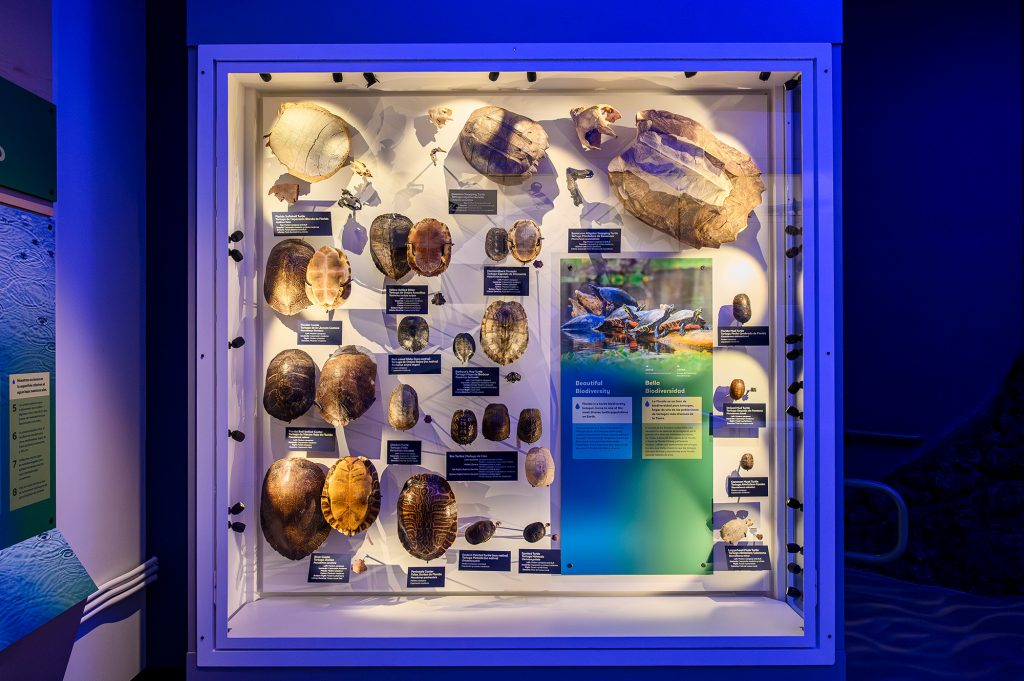 museum case with many turtle shells