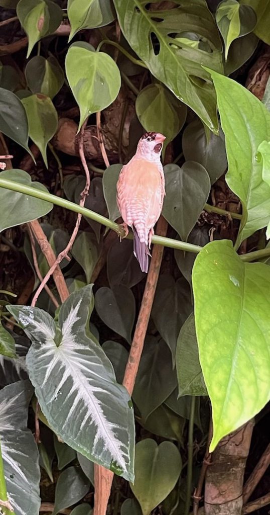 tan bird sitting on thin branch