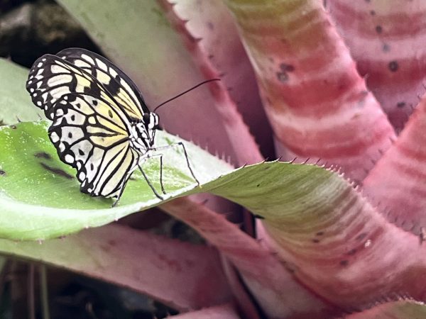 white and black butterfly sitting on green and red Bromeliads