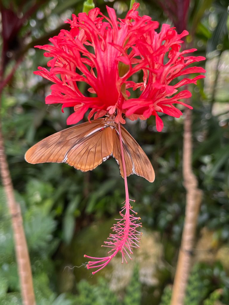 brown butterfly on a bright red flower