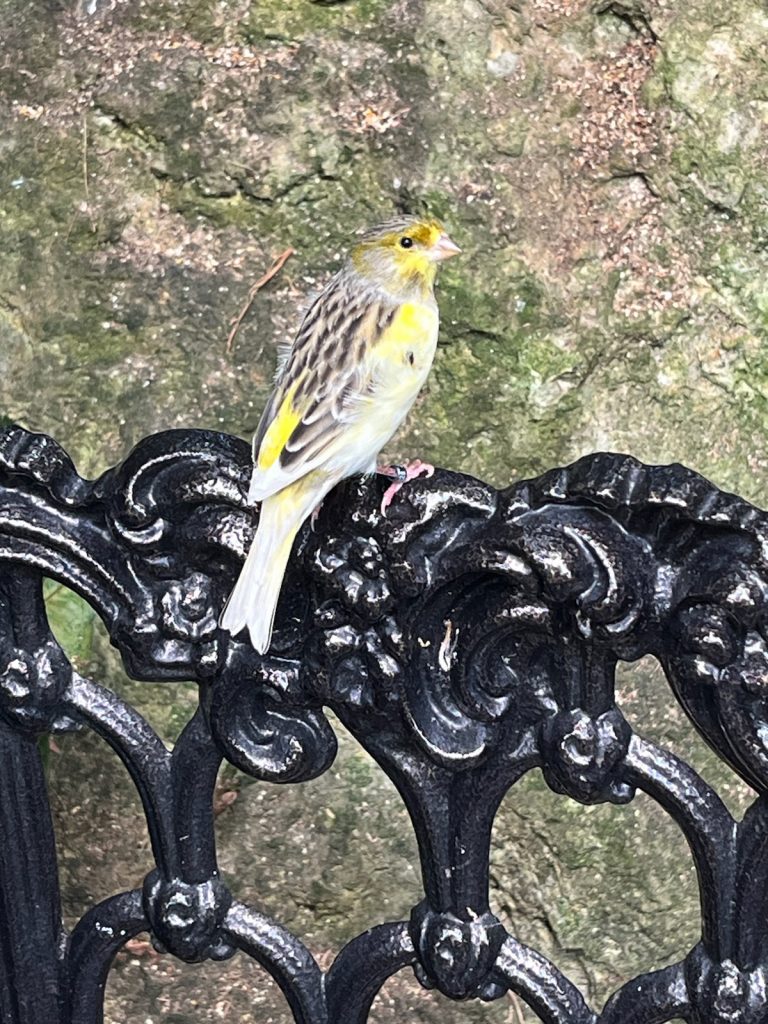 small yellow and tan bird sitting on a bench in the Butterfly Rainforest.