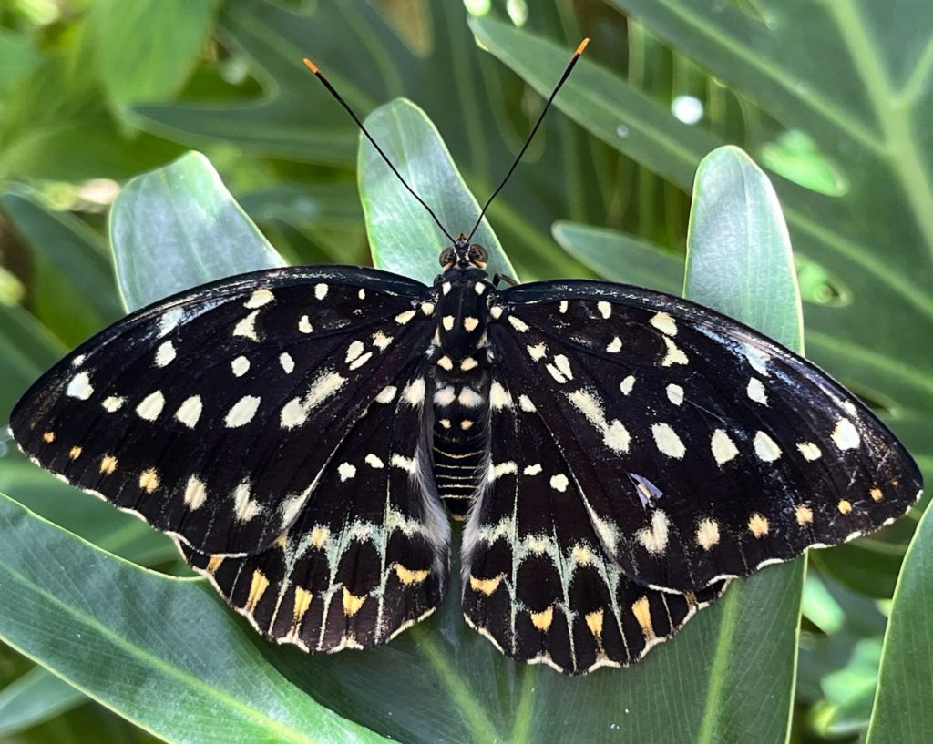 black butterfly with many tan spots