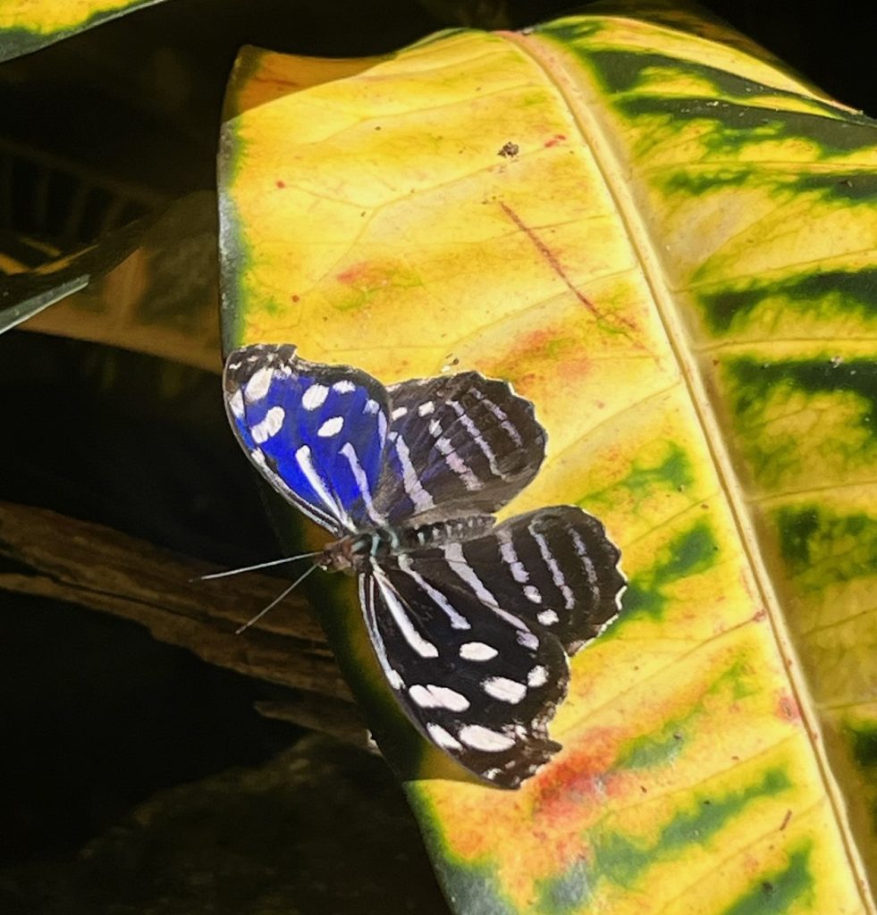 blue black and white butterfly on yellow leaf