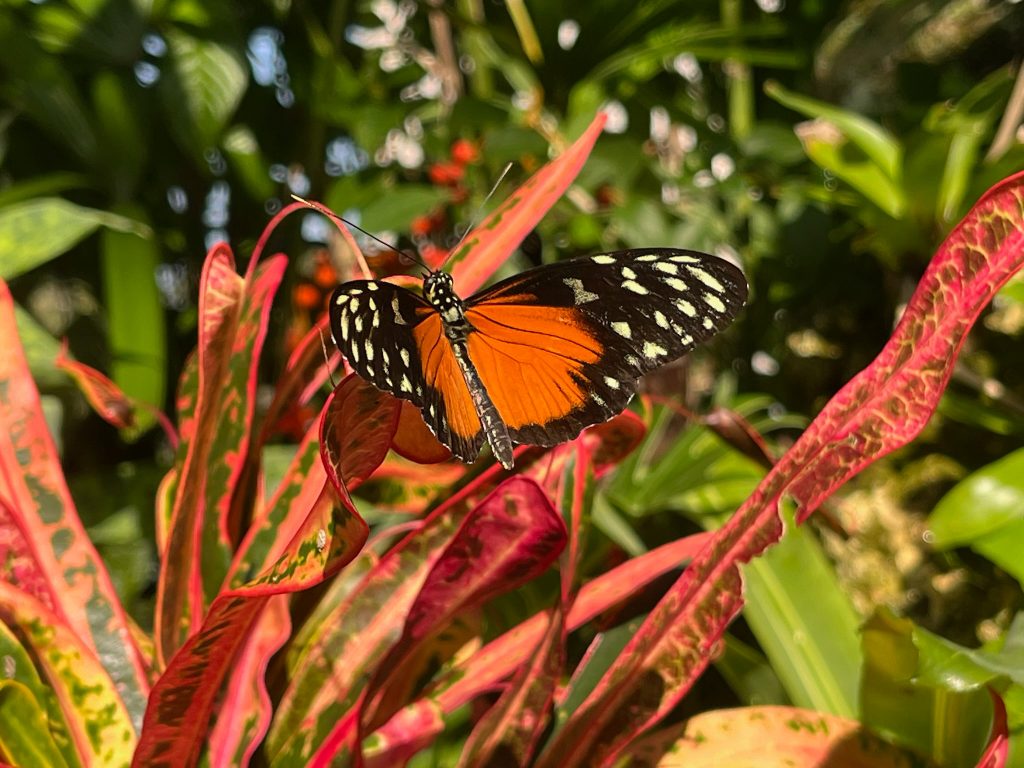 orange butterfly on red leaves