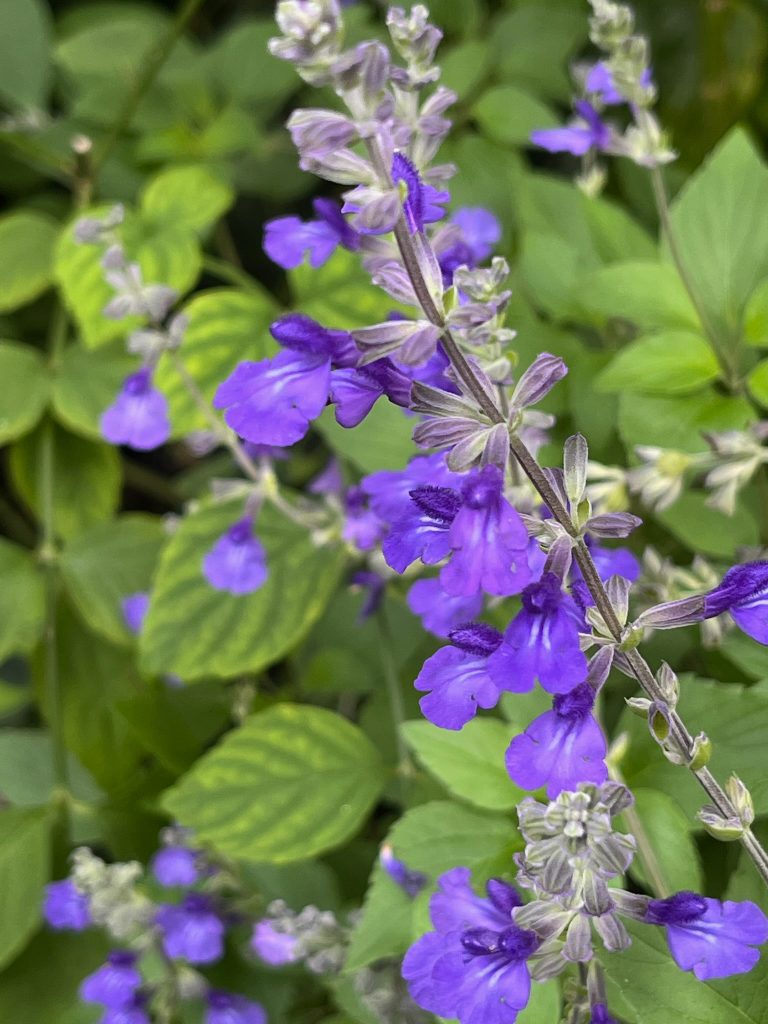 small blue flower