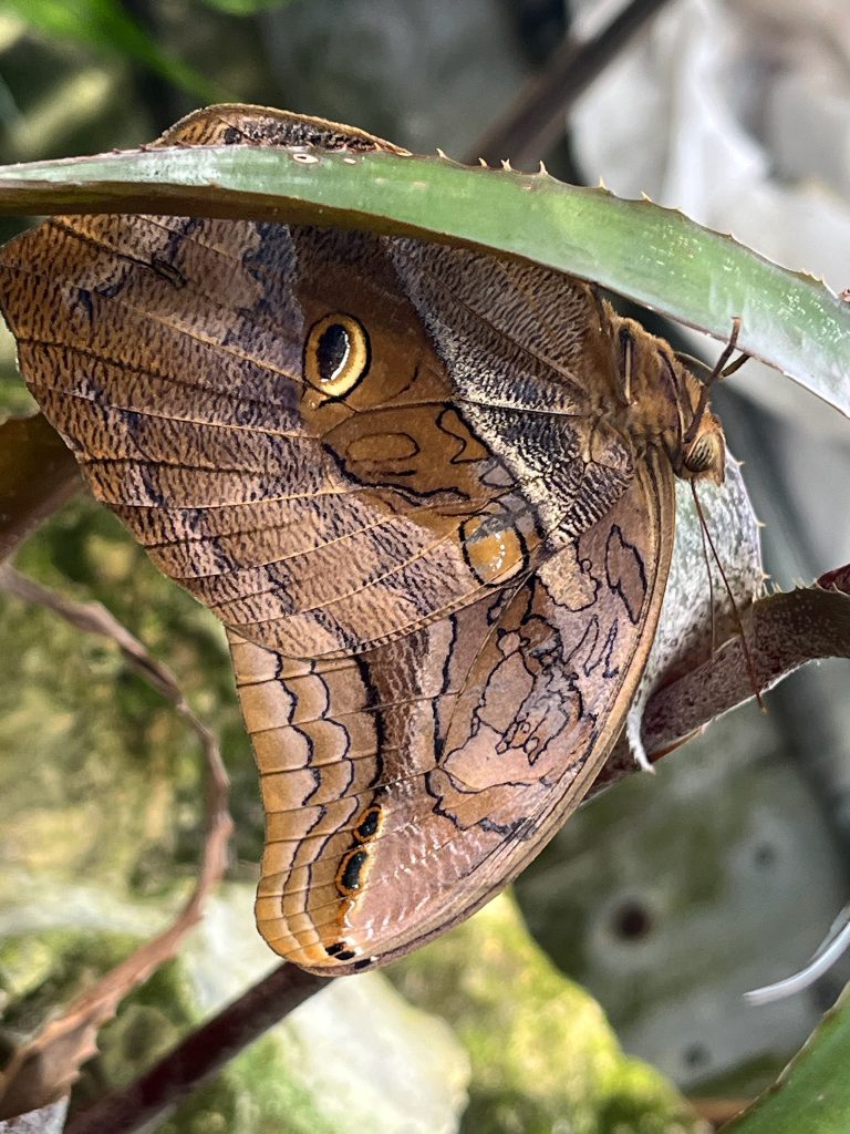 brown butterfly sitting under a long leaf