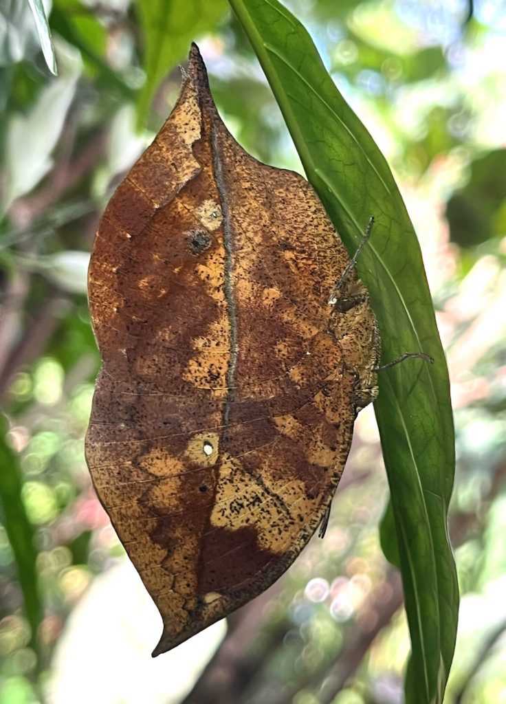 brown butterfly with mottled brown wings that look like a leaf