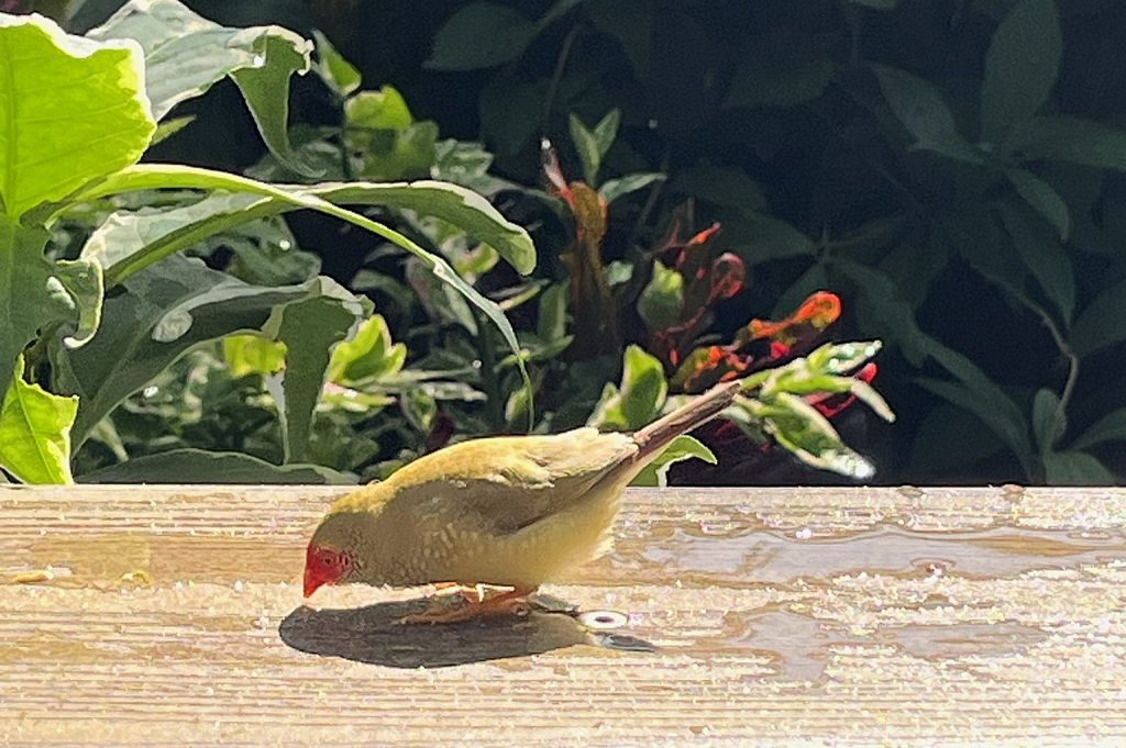 yellow tan bird with red face