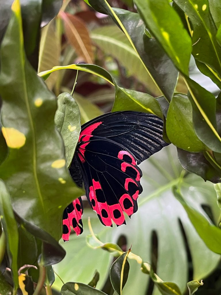 black butterfly with red marking along its wings