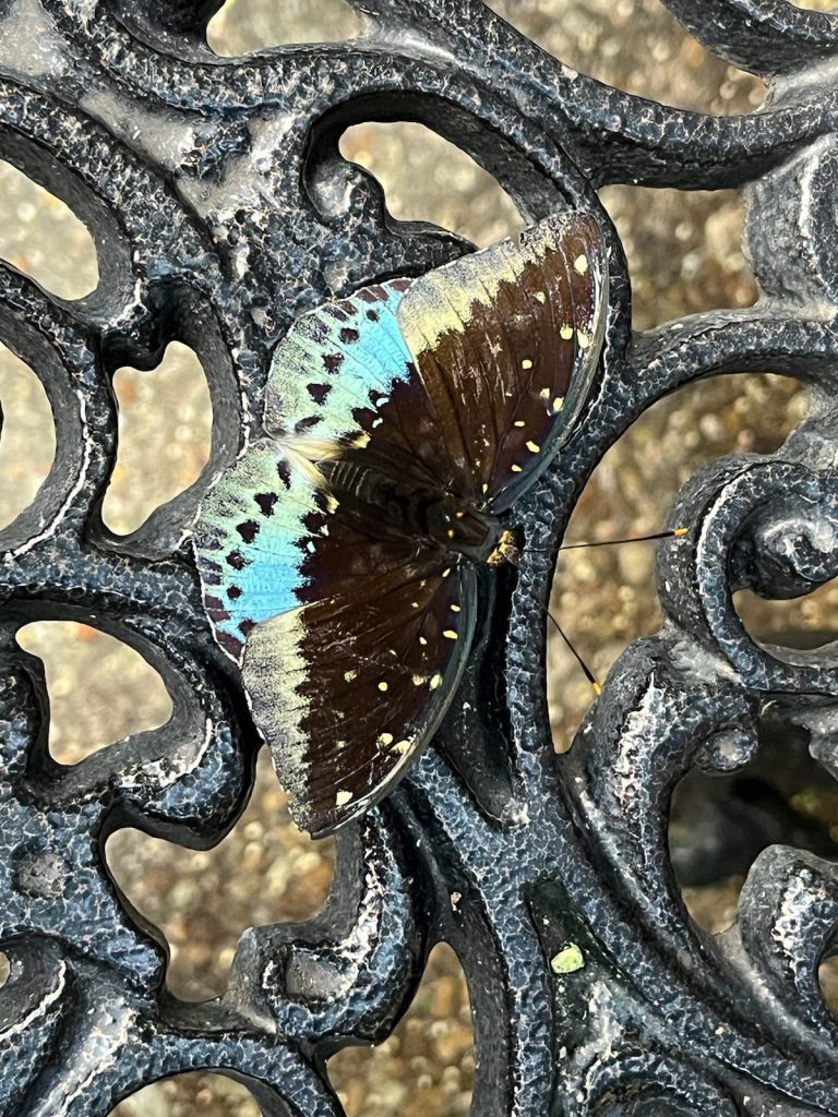 black butterfly with iridescent blue marking along the edge of the wings.