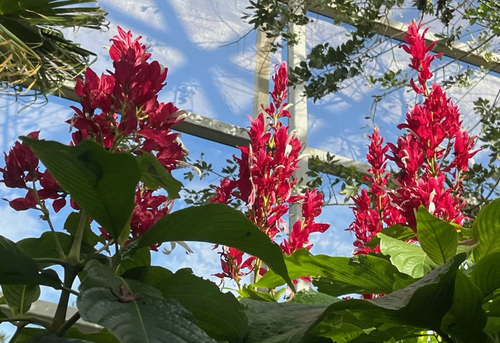 red spiked flowers