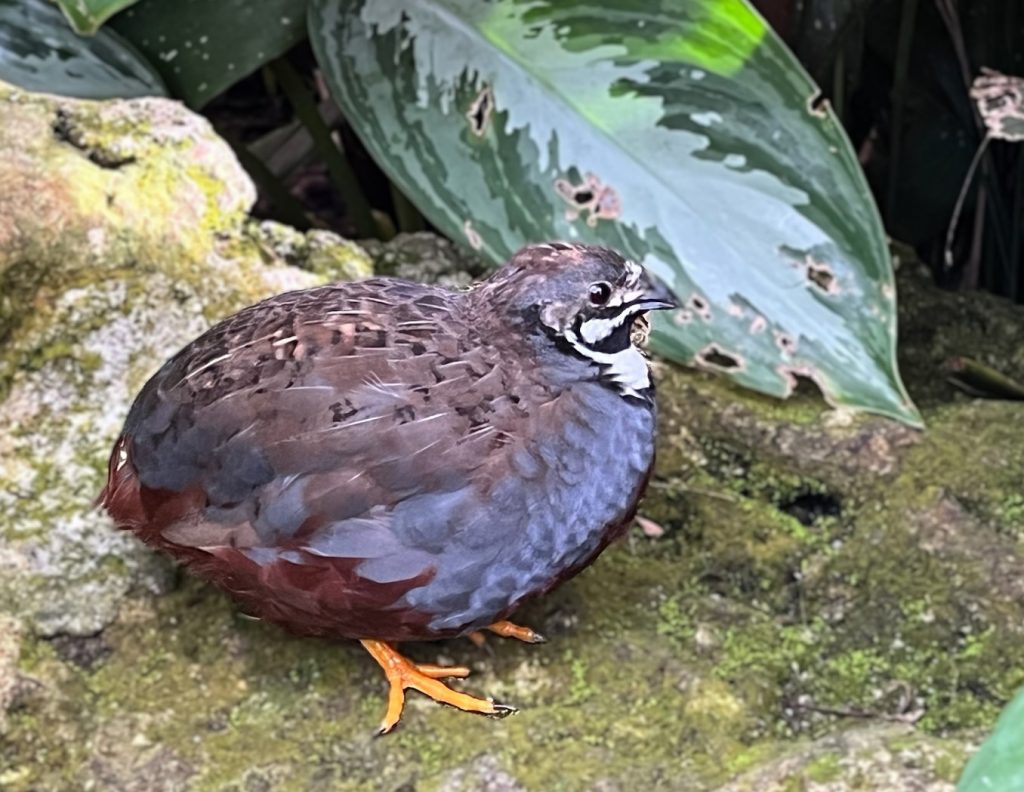 grey and brown quail