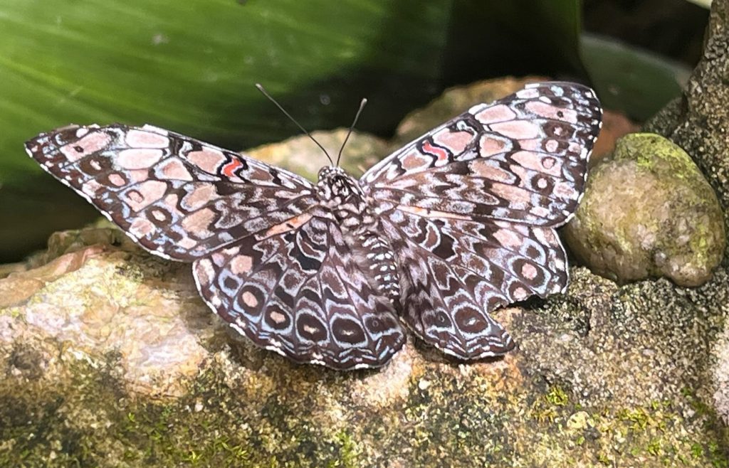 brown butterfly with busy pattern