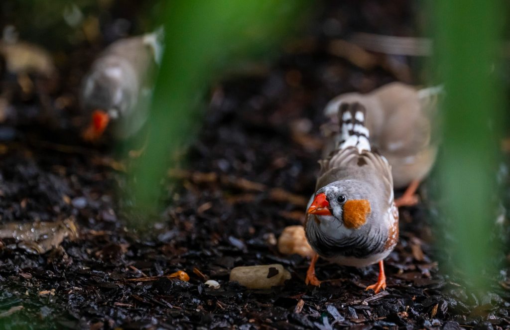 small grey bird with orange beak