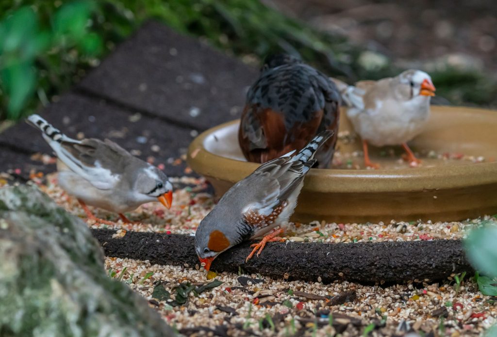 many birds at the feeding station