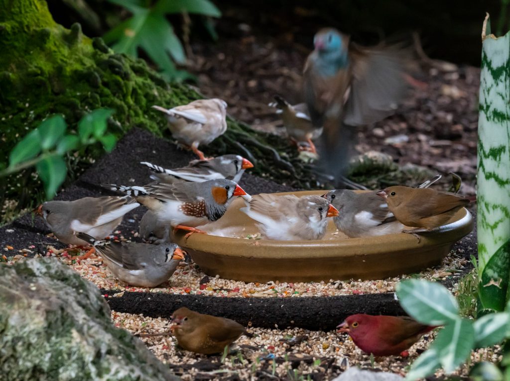 many birds at the feeding station