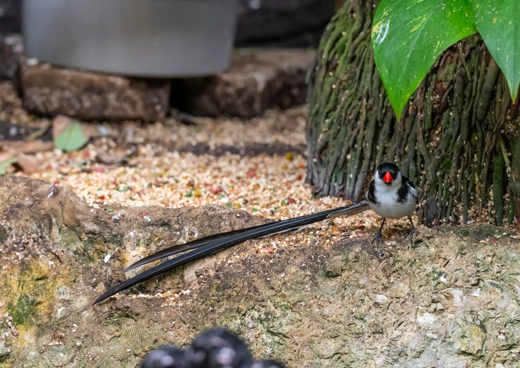 bird with long tail and red beak