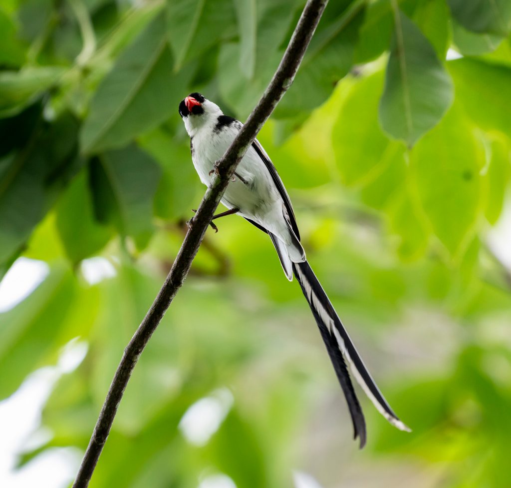 long tail bird on a branch in a tree