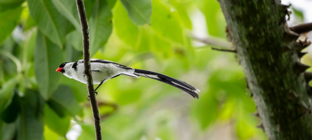 long tail bird on a branch in a tree