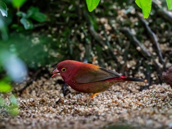 red bird earring seeds