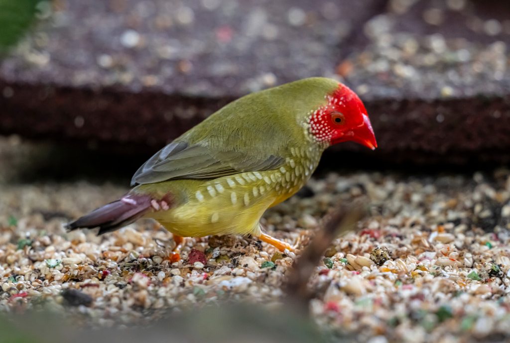 green bird with red face eating seeds