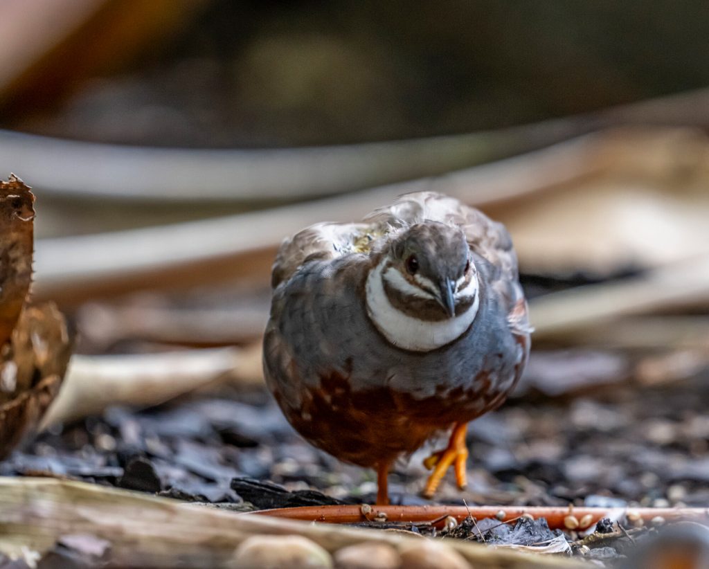 small gray and tan bird with orange legs.